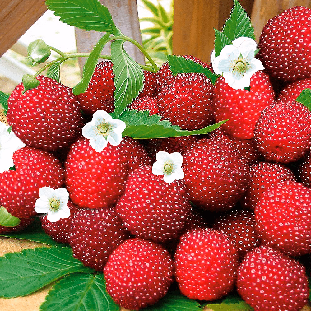 Kann man Erdbeeren unter Beerensträucher Pflanzen?