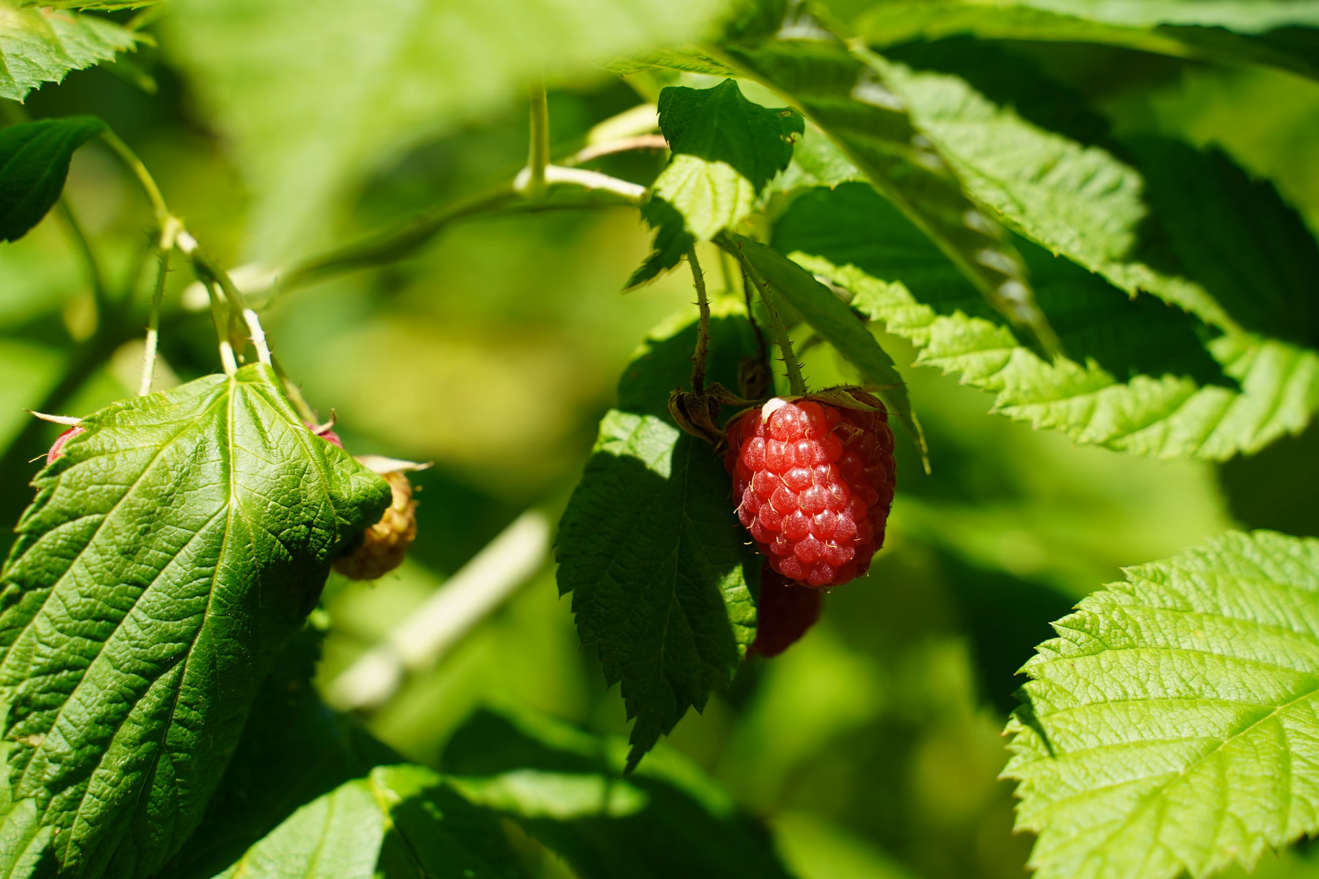 Können Erdbeeren und Himbeeren zusammen gepflanzt werden?