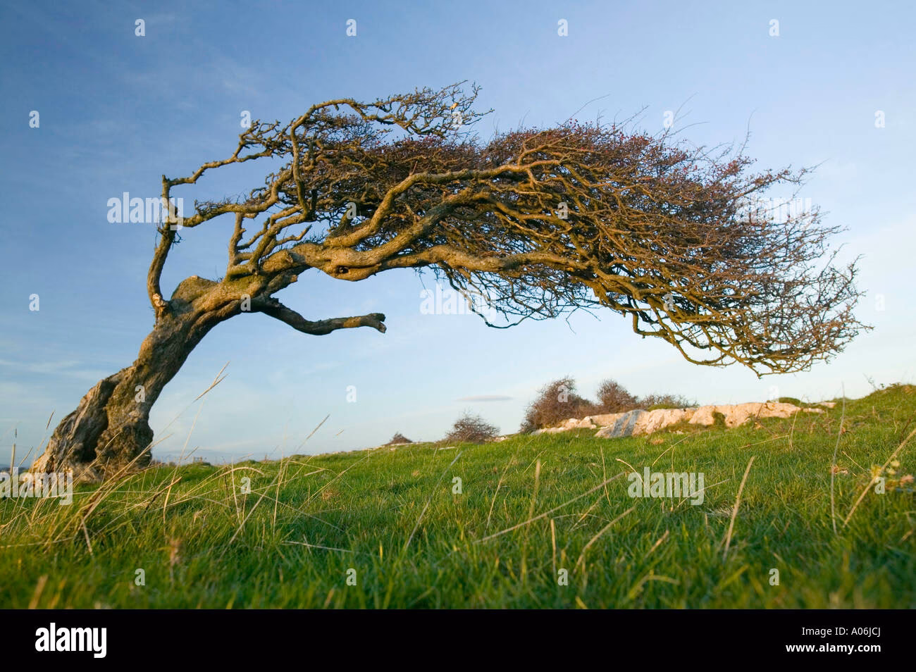 Was bedeuten Bäume im Wind?