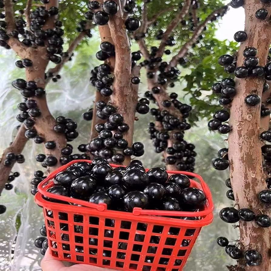 Kann ich Jabuticaba in Kalifornien anbauen?