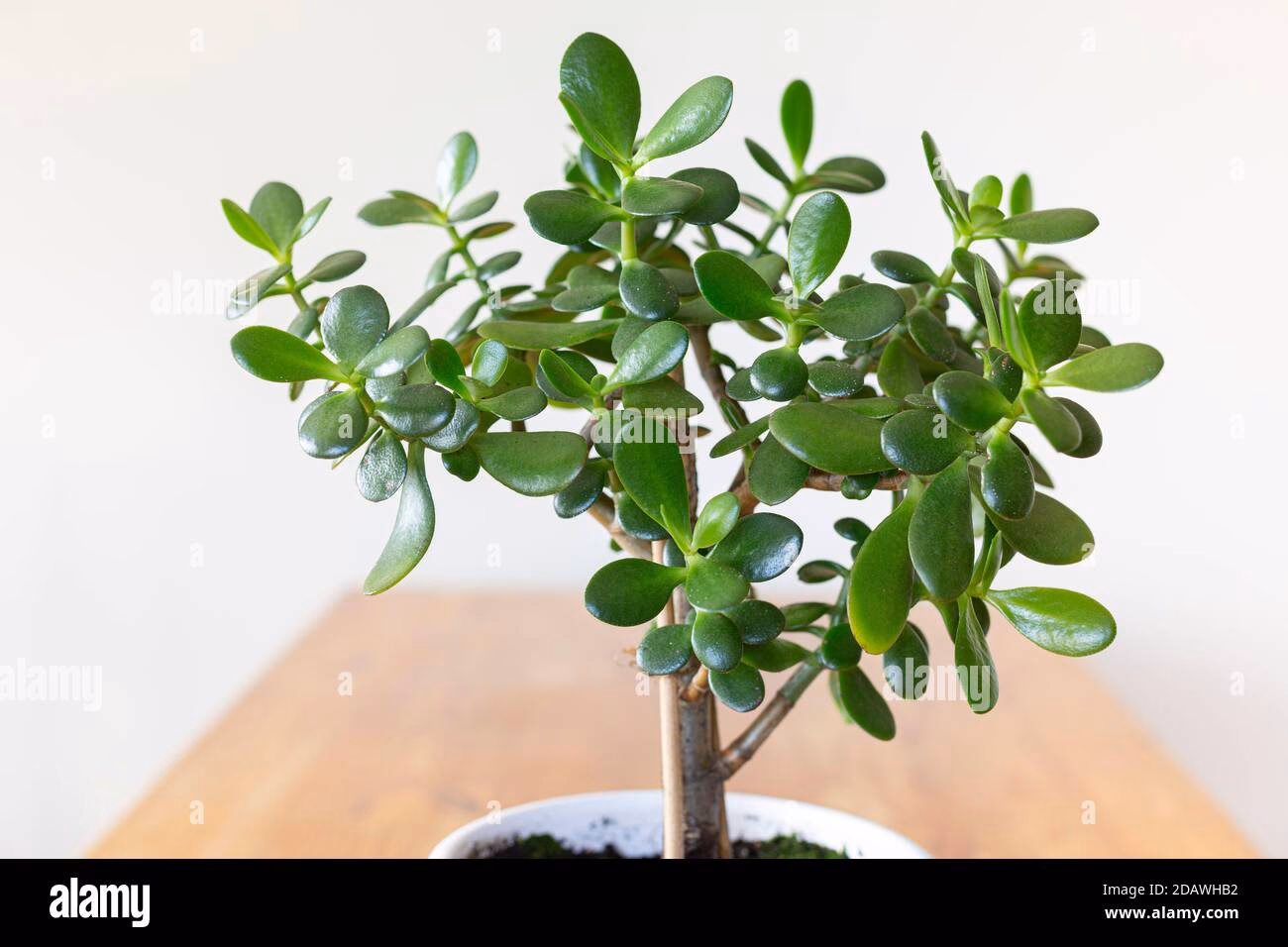 Ist Jade eine Pflanze?