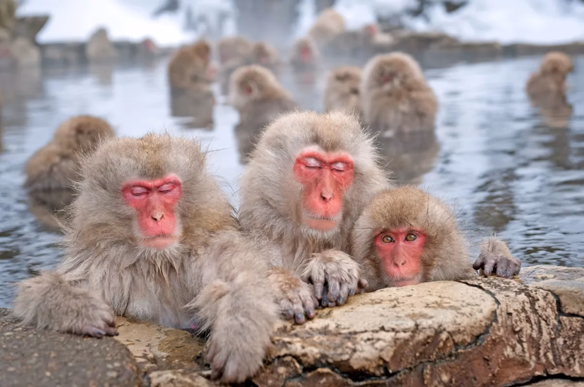 Wie ist die Pflanzenwelt in Japan?