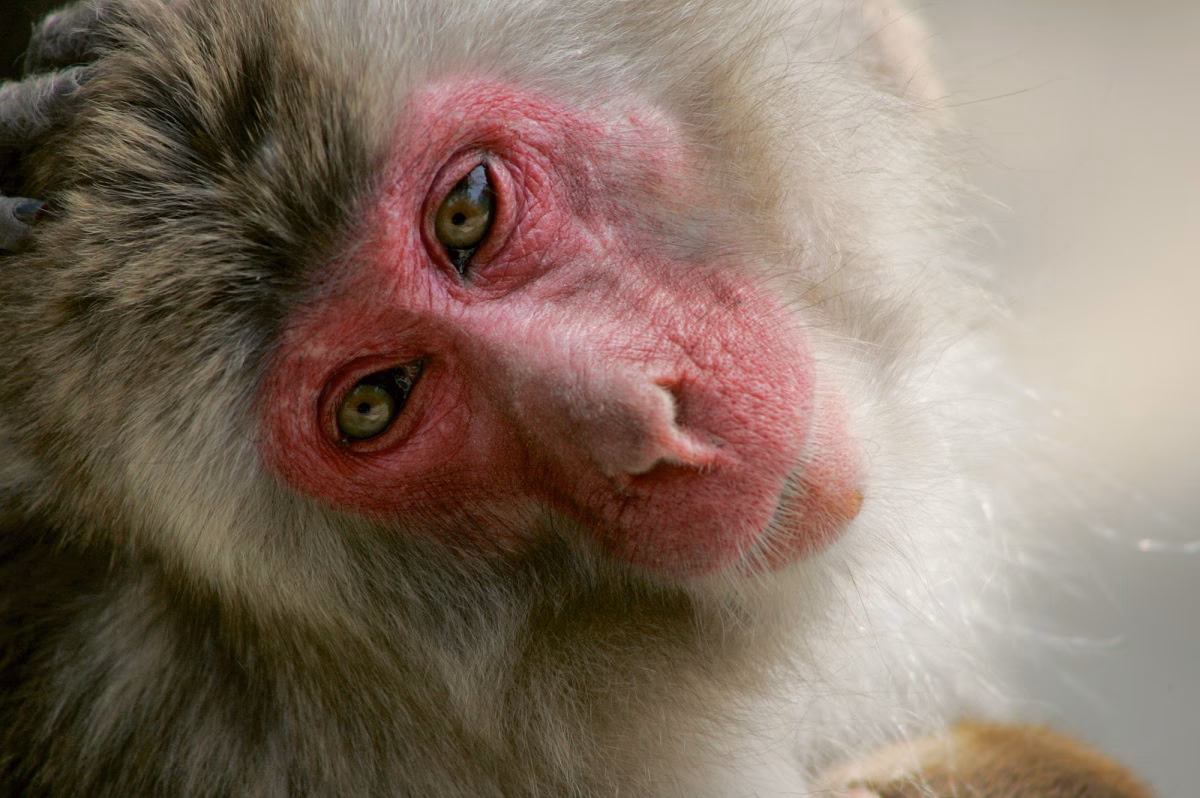 Welche Tiere sind typisch für Japan?