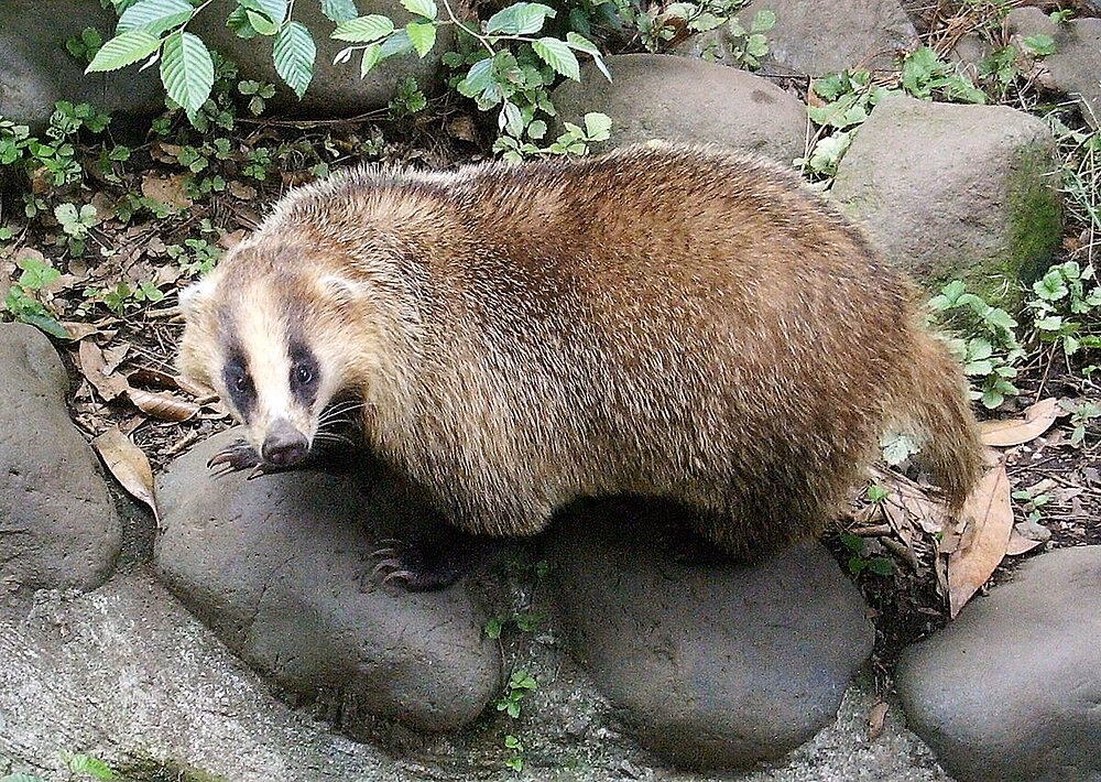 Für welche Tiere ist Japan bekannt?