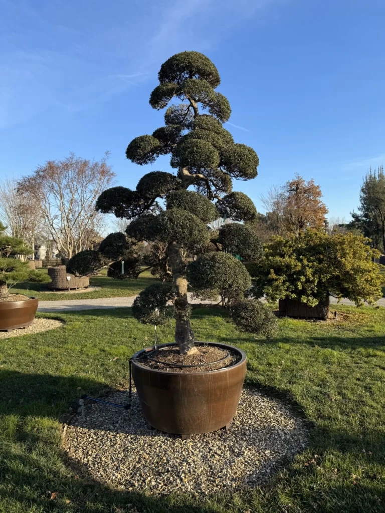 Welche Bäume gehören in einen japanischen Garten?