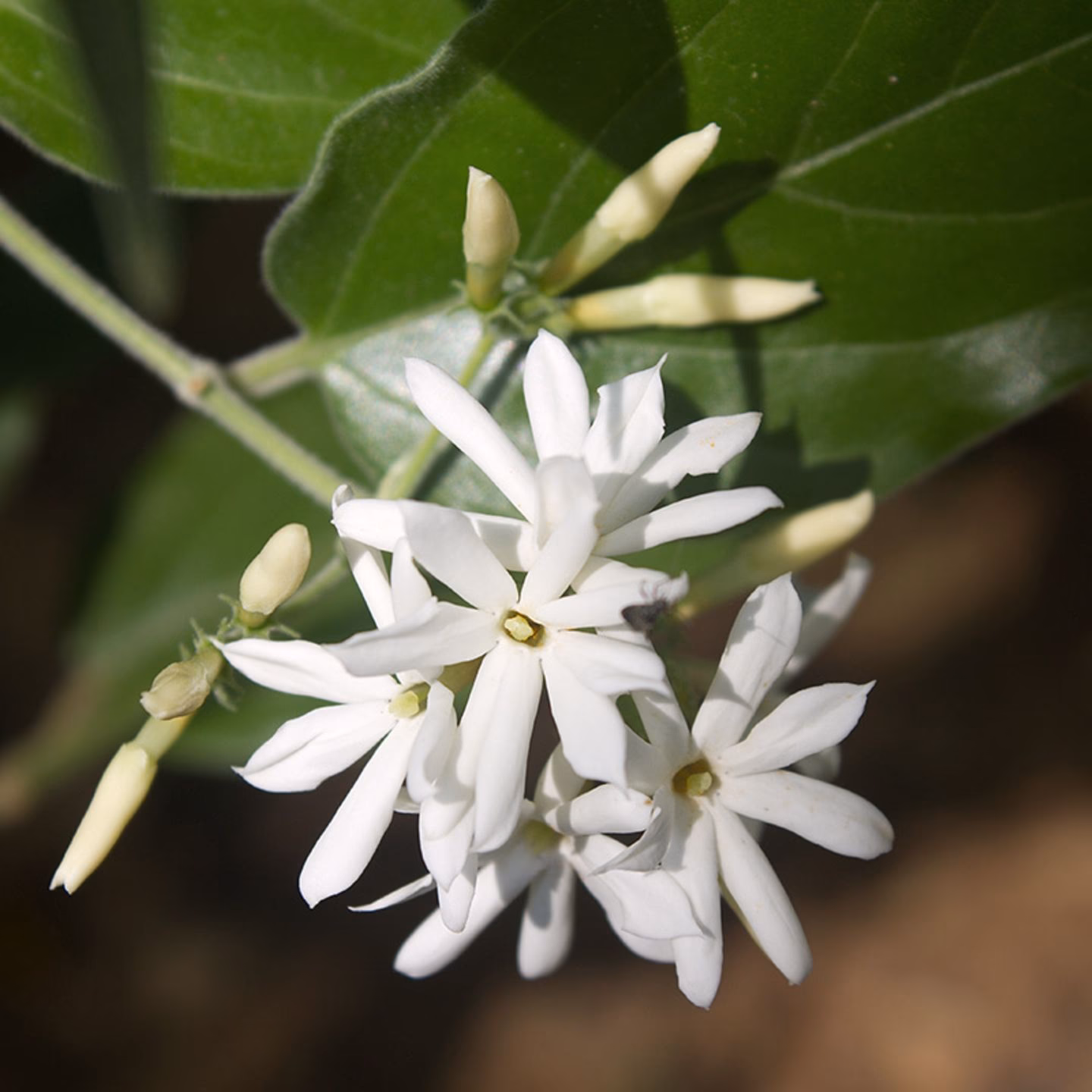 Wie giftig ist Sommerjasmin?