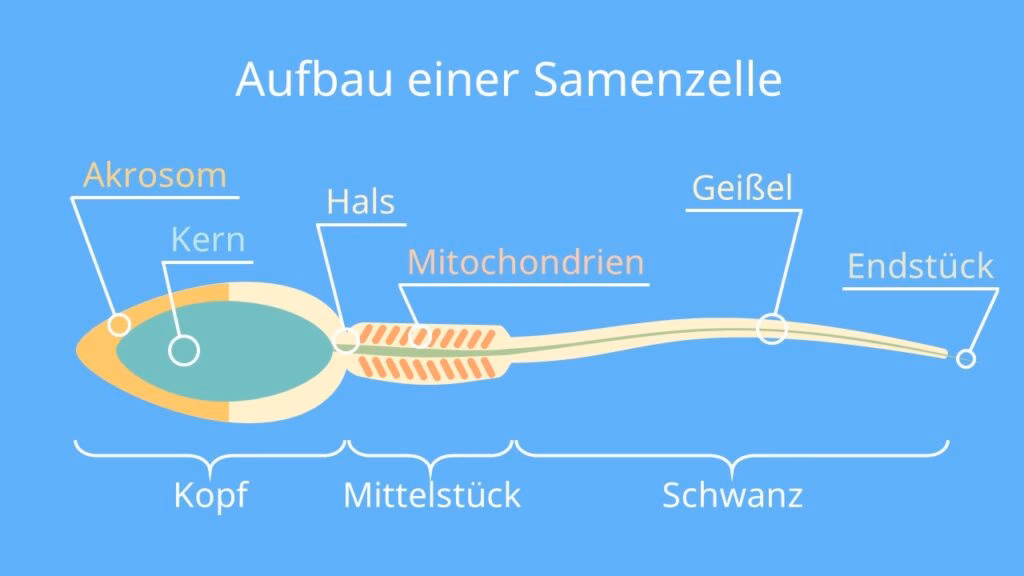 Wann bilden sich die Keimzellen?