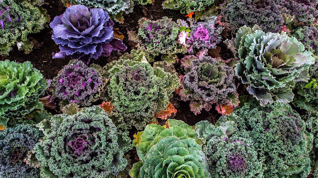 Warum Kohl nicht nebeneinander Pflanzen?