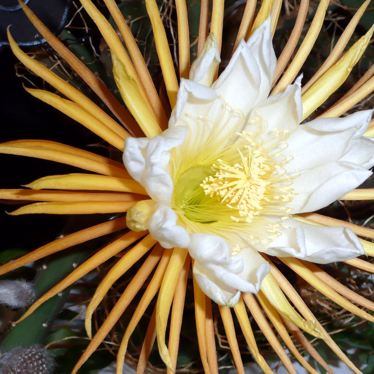 Warum ist die Blume der Königin der Nacht etwas Besonderes?