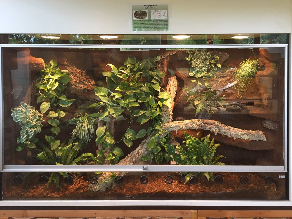 Was brauchen Königspythons im Terrarium?