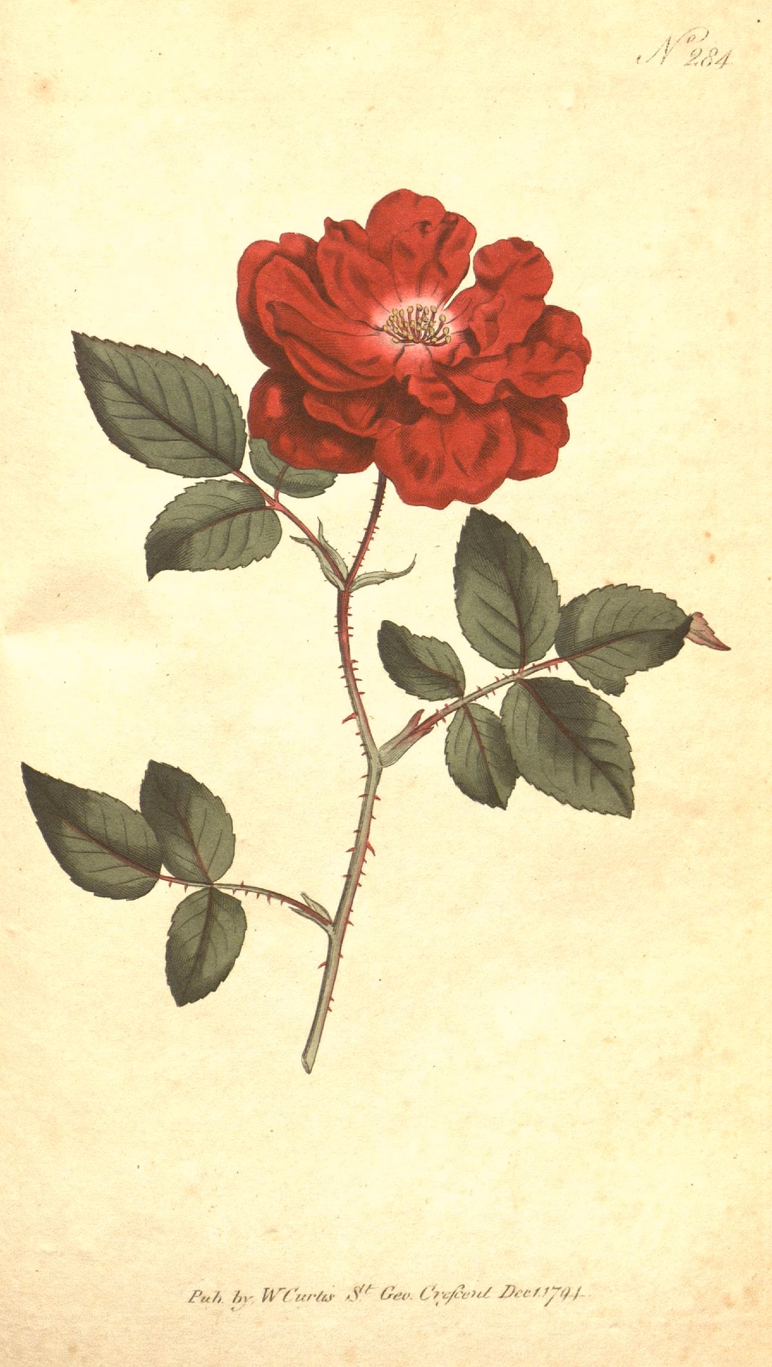 Wie lautet der botanische Name der Rose?