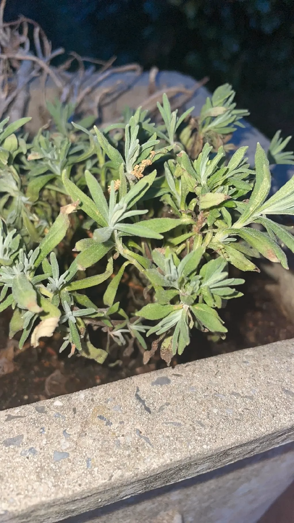Welche Krankheiten kann Lavendel bekommen?