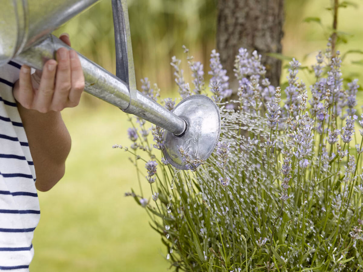 Wie viel Wasser braucht Lavendel im Sommer?