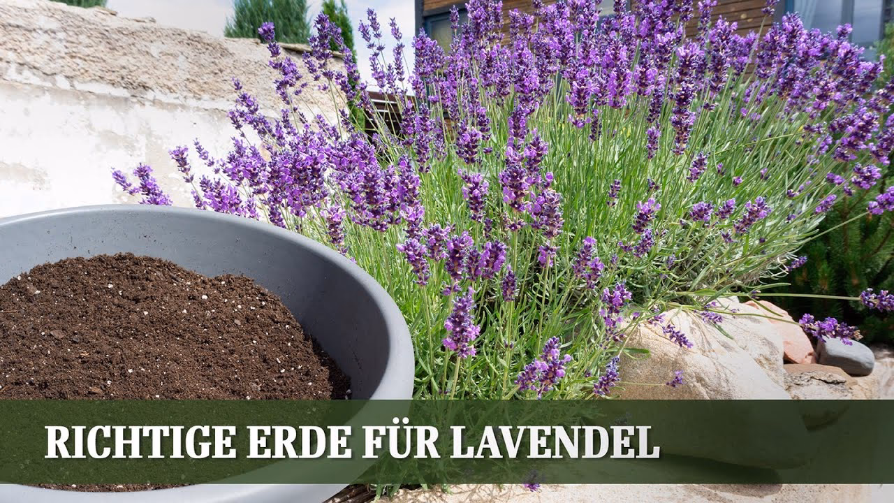 Wie pflanzt man Lavendel richtig?