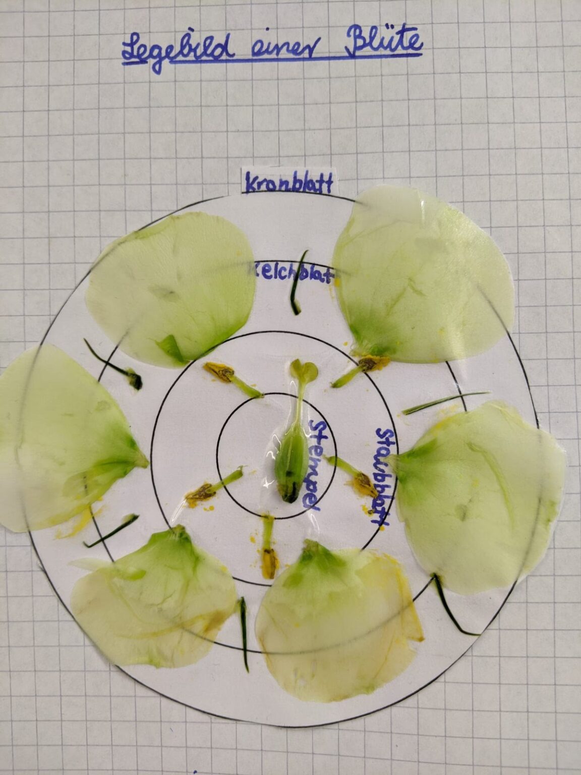 bl-tendiagramme-aufbau-und-funktion-verstehen-floristik-haenni