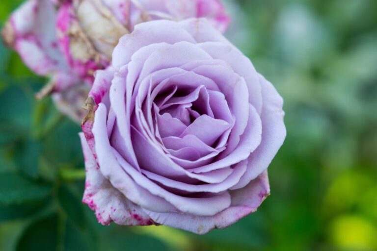 Lila Rose Bedeutung