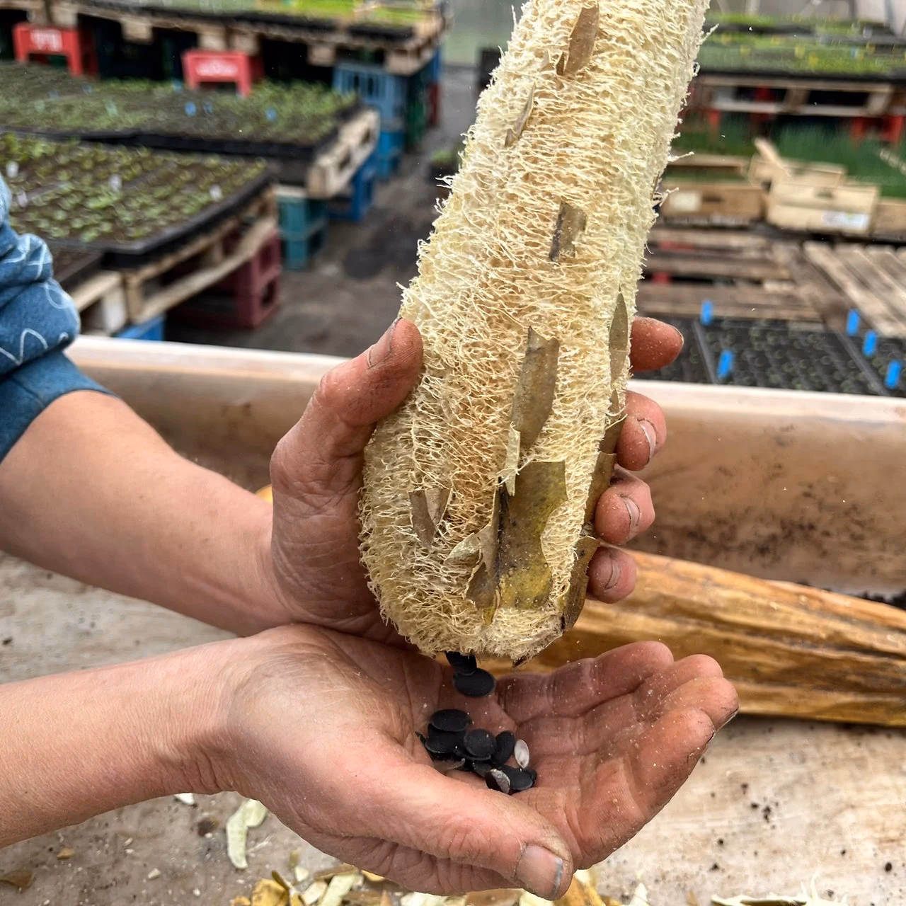 Was kann man mit Luffa machen?