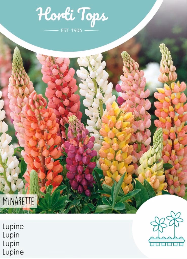 Warum keine Lupinen im Garten?