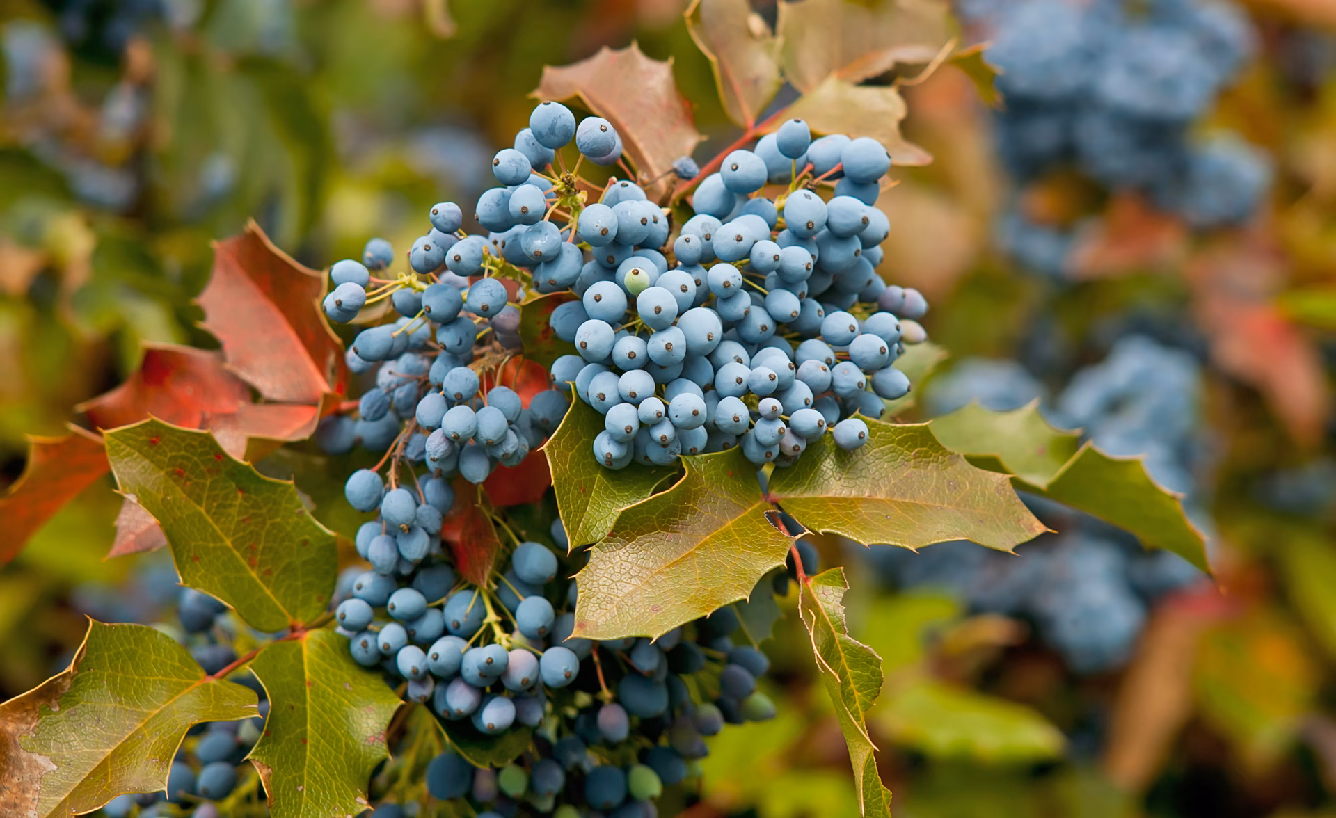 Kann man die Beeren der Mahonie essen?