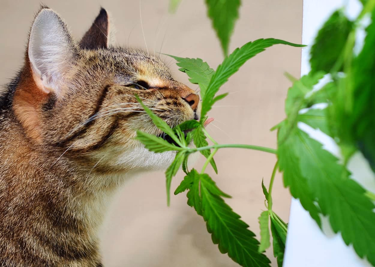 Sind Cannabispflanzen schädlich für Katzen?