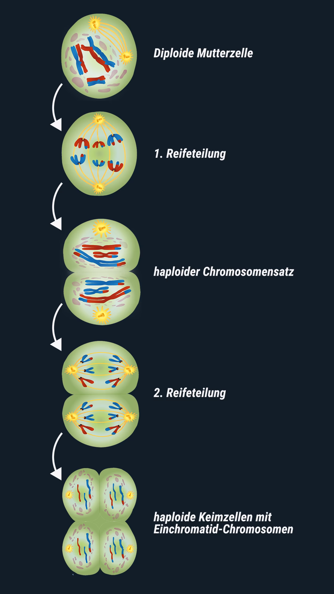 Haben Pflanzen eine Meiose?