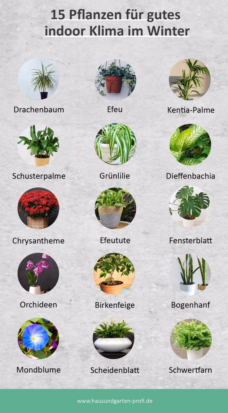 Was ist ein guter Spitzname für eine Pflanze?