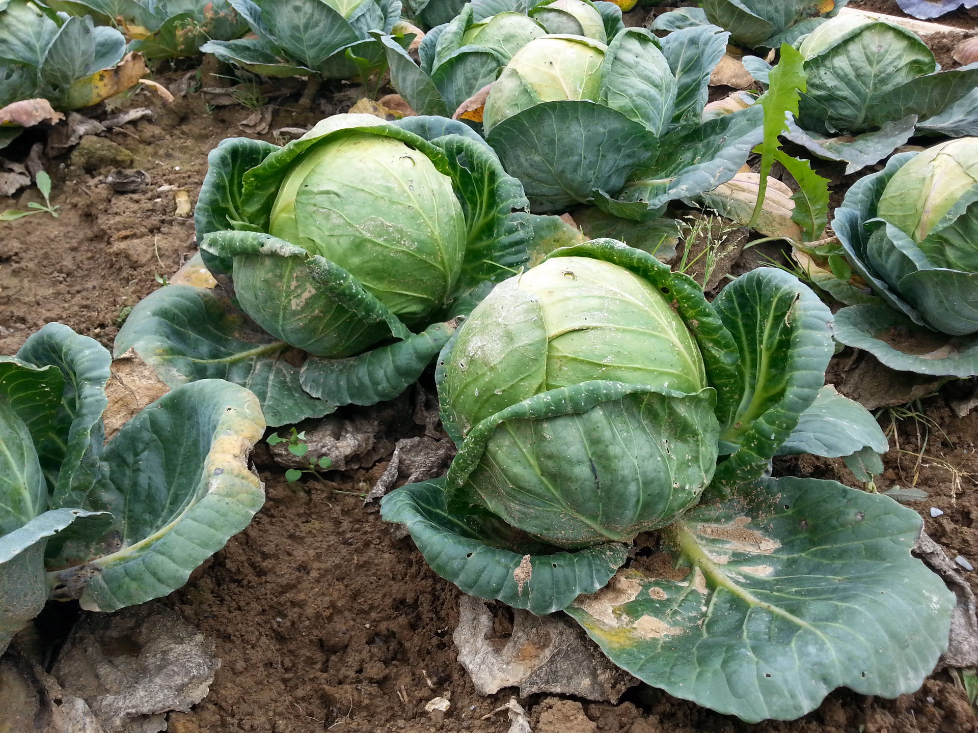 Was braucht Kohl zum Wachsen?