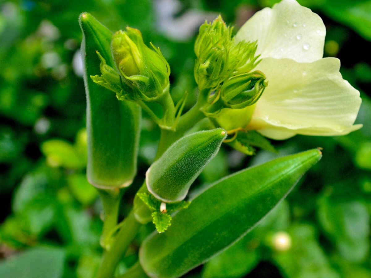 Wie lange dauert es, bis eine Okrablüte Früchte trägt?