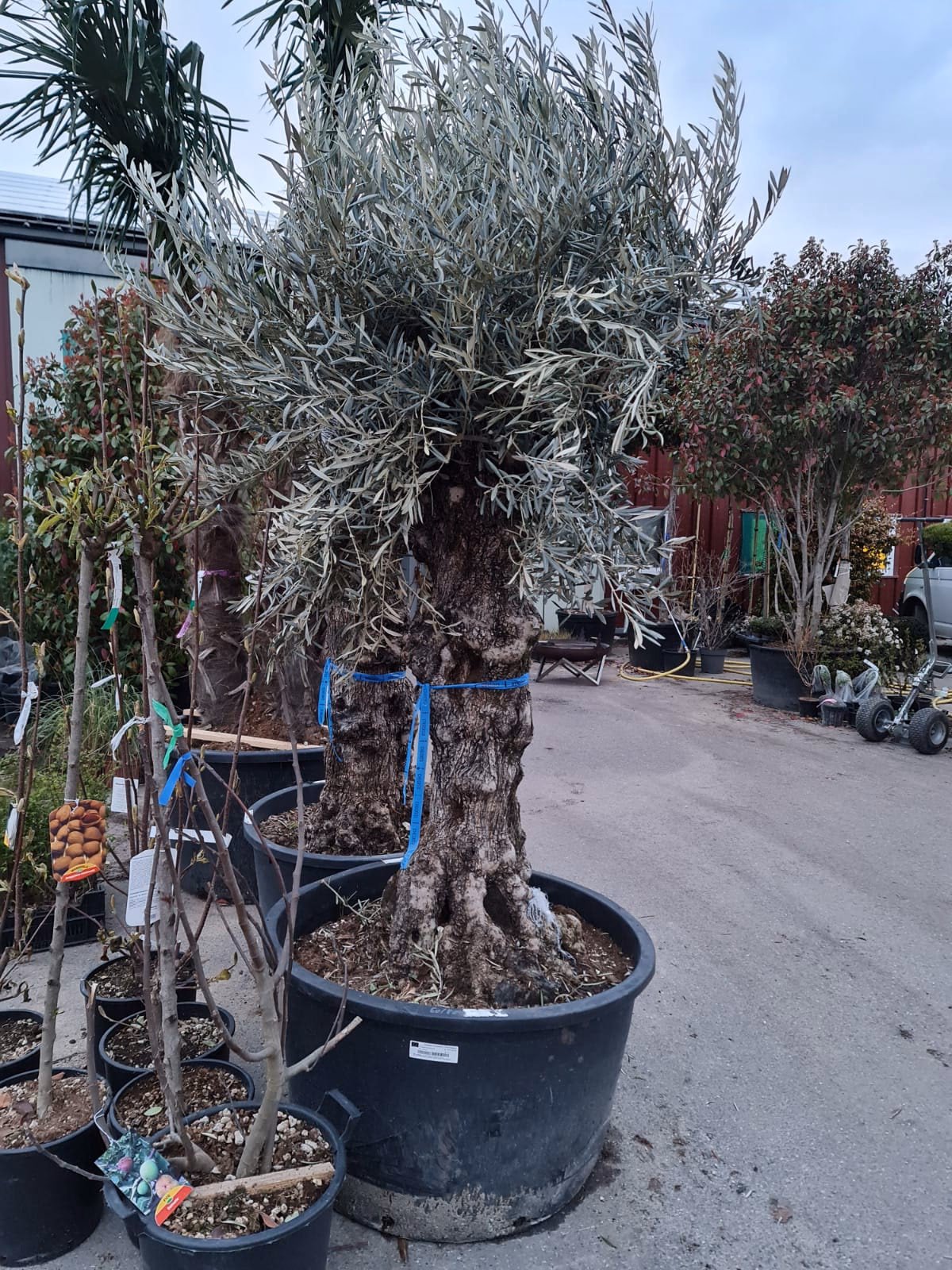 Ist der Olivenbaum in der Schweiz winterhart?