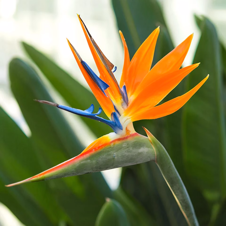 Welche Blume hat die Farbe Orange?
