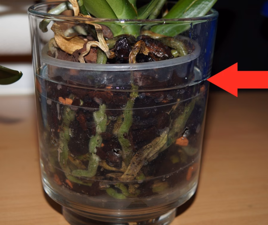 Wie lange soll eine Orchidee im Wasserbad stehen?