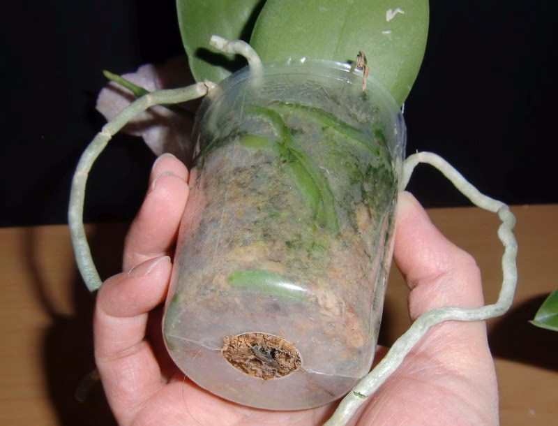 Kann man Orchideen in Sphagnum Moos Pflanzen?