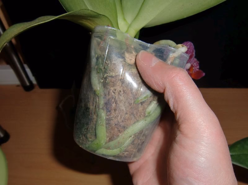Kann man Orchideen in Sphagnum Moos Pflanzen?