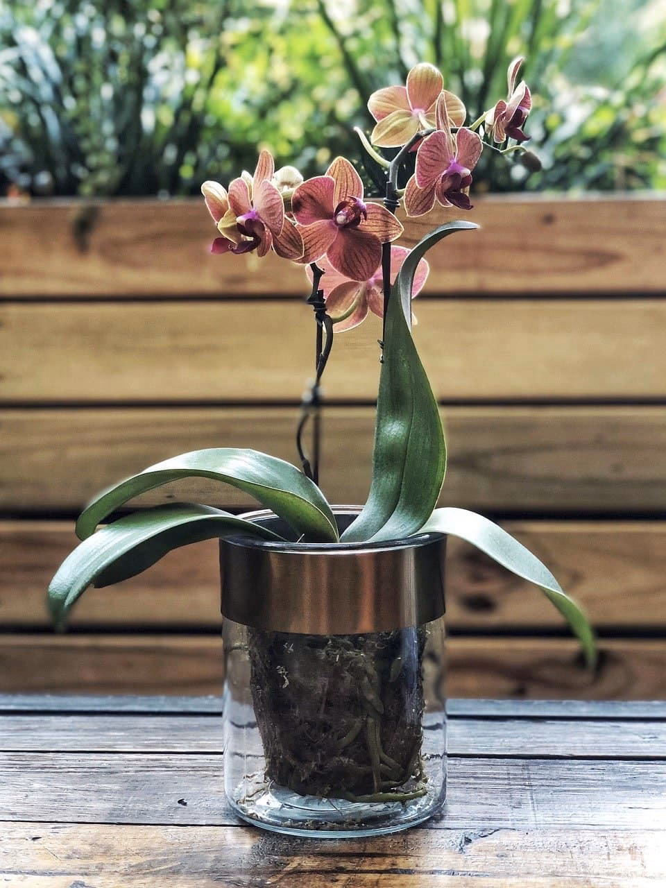 Kann man Orchideen ohne Topf halten?