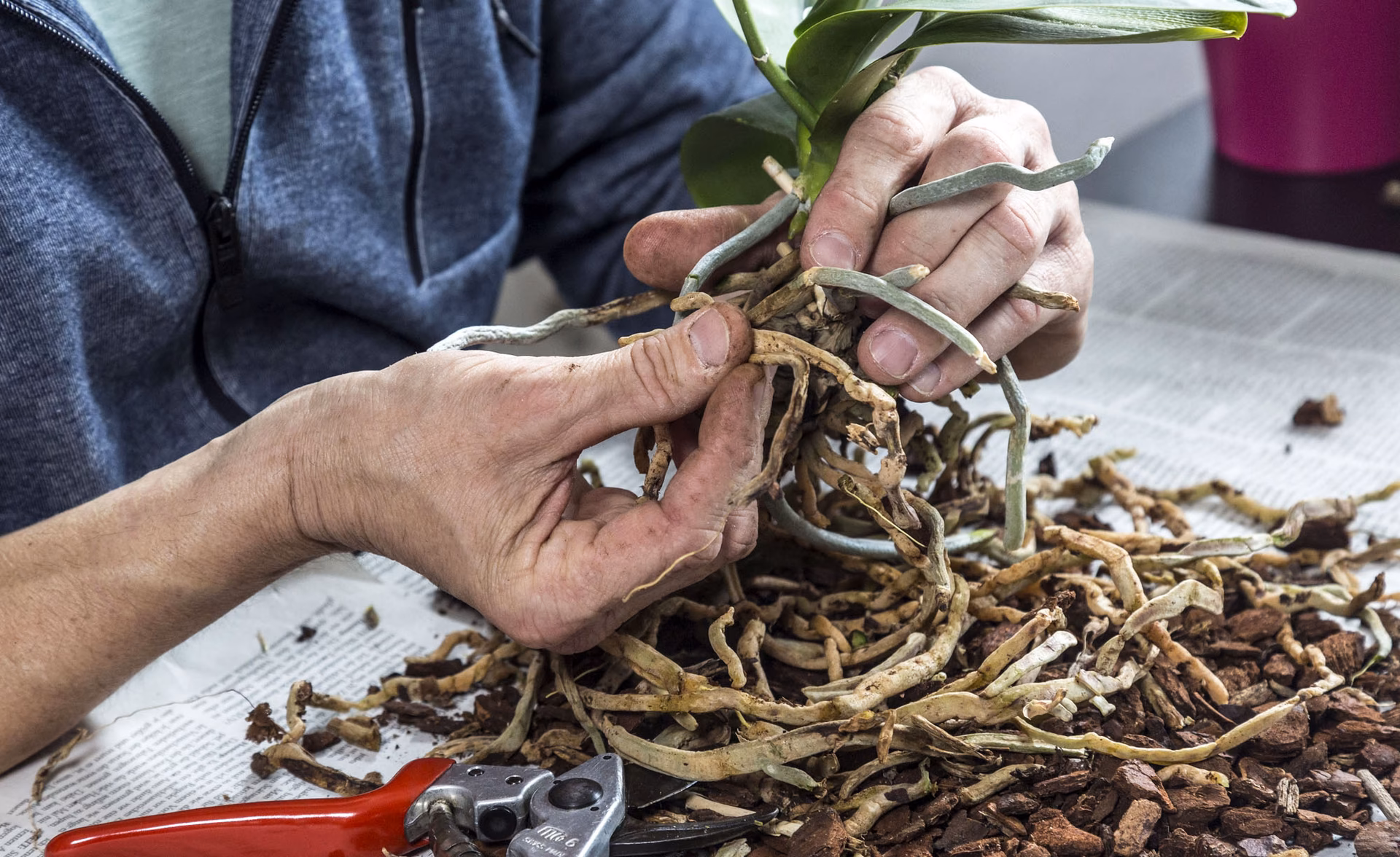 Warum hat meine Orchidee so viele Luftwurzeln?