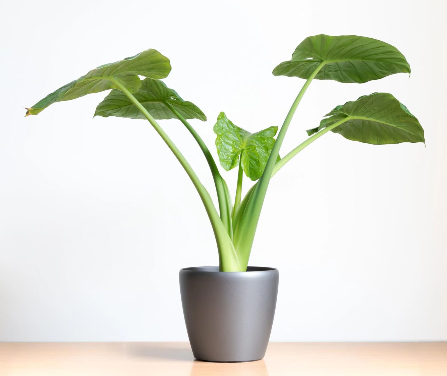 Kompatible Bausteine Pflanzen 20x CMC Klemmbausteine Pflanzen Hellgrün - 3 Große Blätter Für City Deko Lego Happy Plants