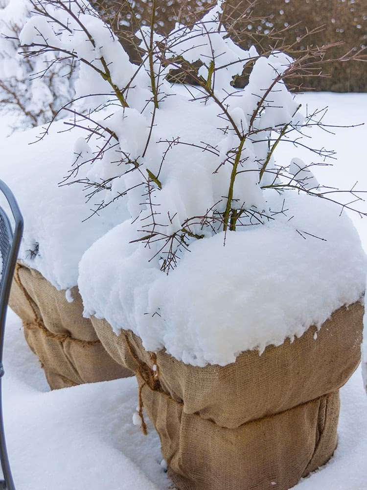 Soll ich Pflanzen nach einem Frost gießen?