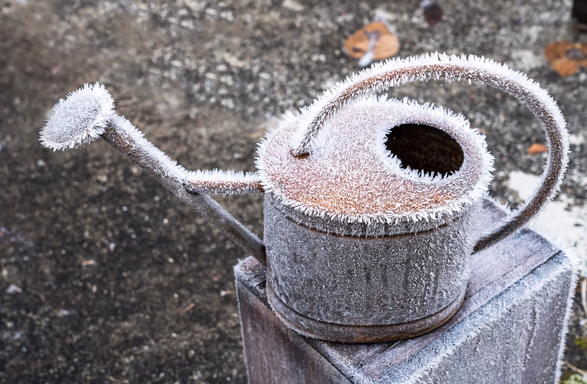 Sollte ich meine Pflanzen im Winter weniger gießen?