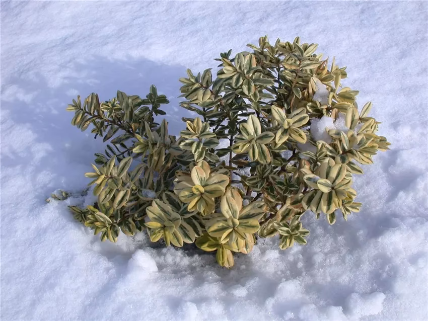 Wie gieße ich Pflanzen im Winter?