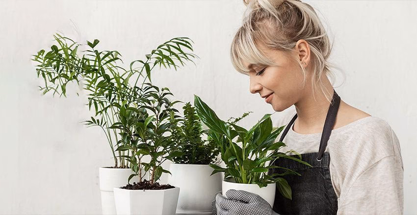 Wie passen sich Pflanzen an die Umwelt an?