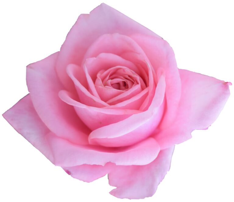 Pinke Rose Bedeutung