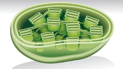 Plastiden Definition Funktion Und Artenvielfalt Floristik Haenni plastiden-definition-funktion-und-artenvielfalt-floristik-haenni