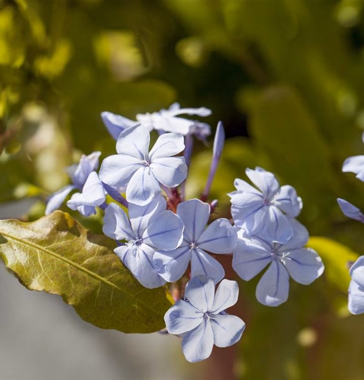 Welche Temperatur verträgt die Plumbago?