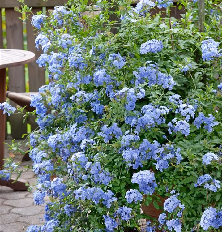 Wann kann Plumbago ins Freie?