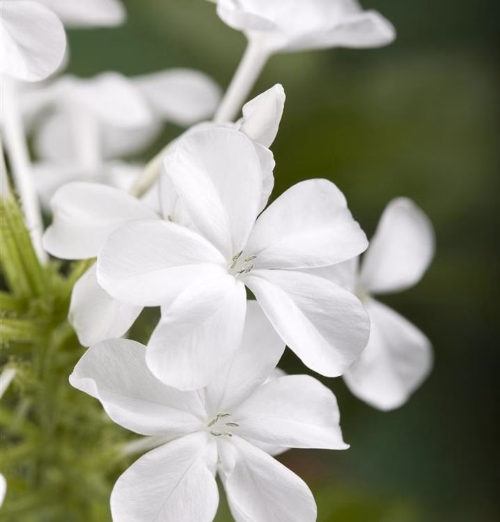 Ist die Pflanze Plumbago winterhart?