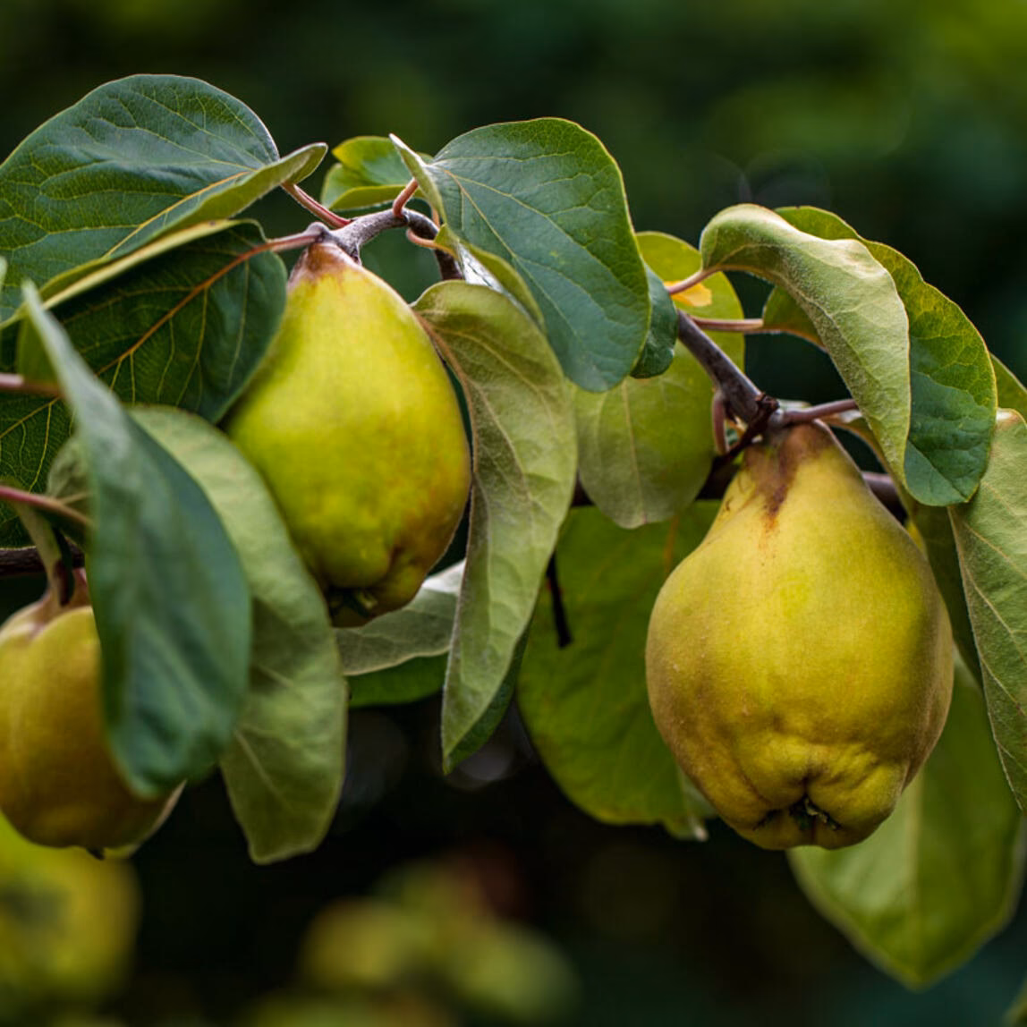 Wie lange braucht ein Quittenbaum bis er trägt?