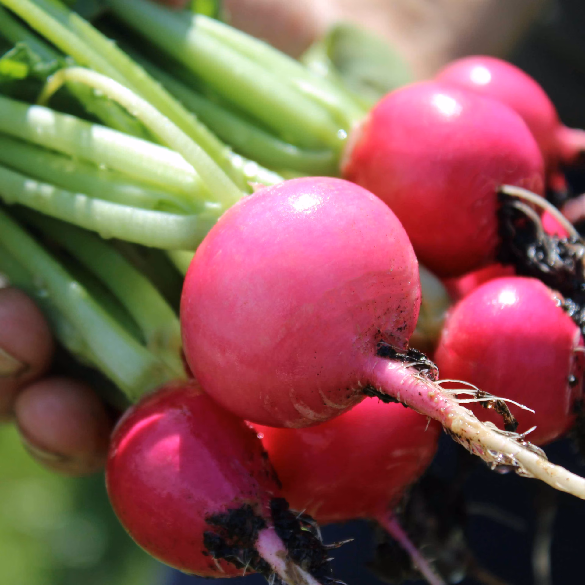 Sind rote Radieschen gesund?