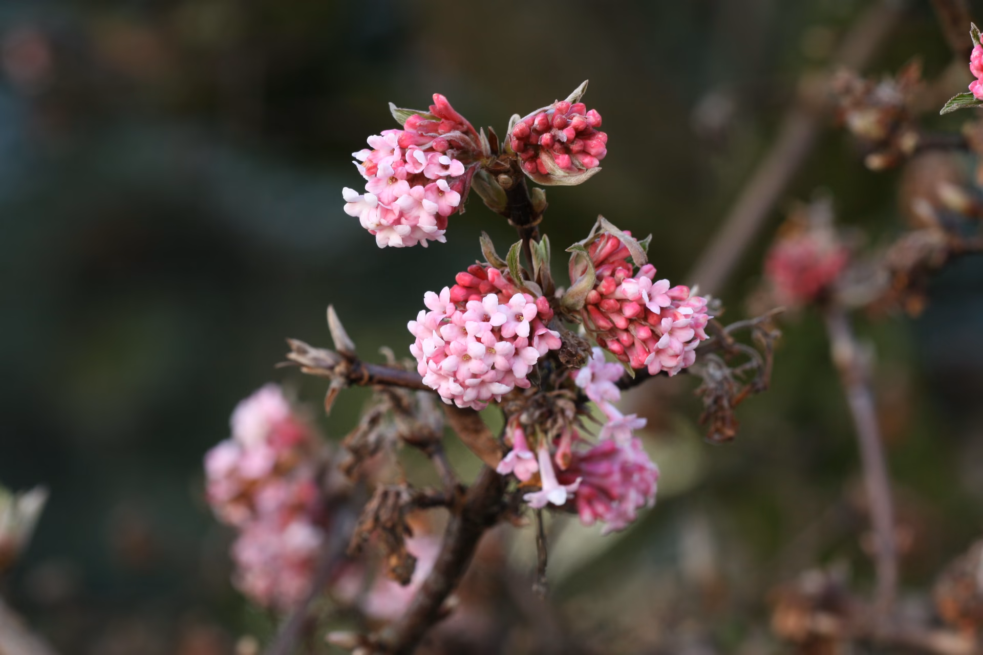 Welche rosa Blumen blühen im Winter?