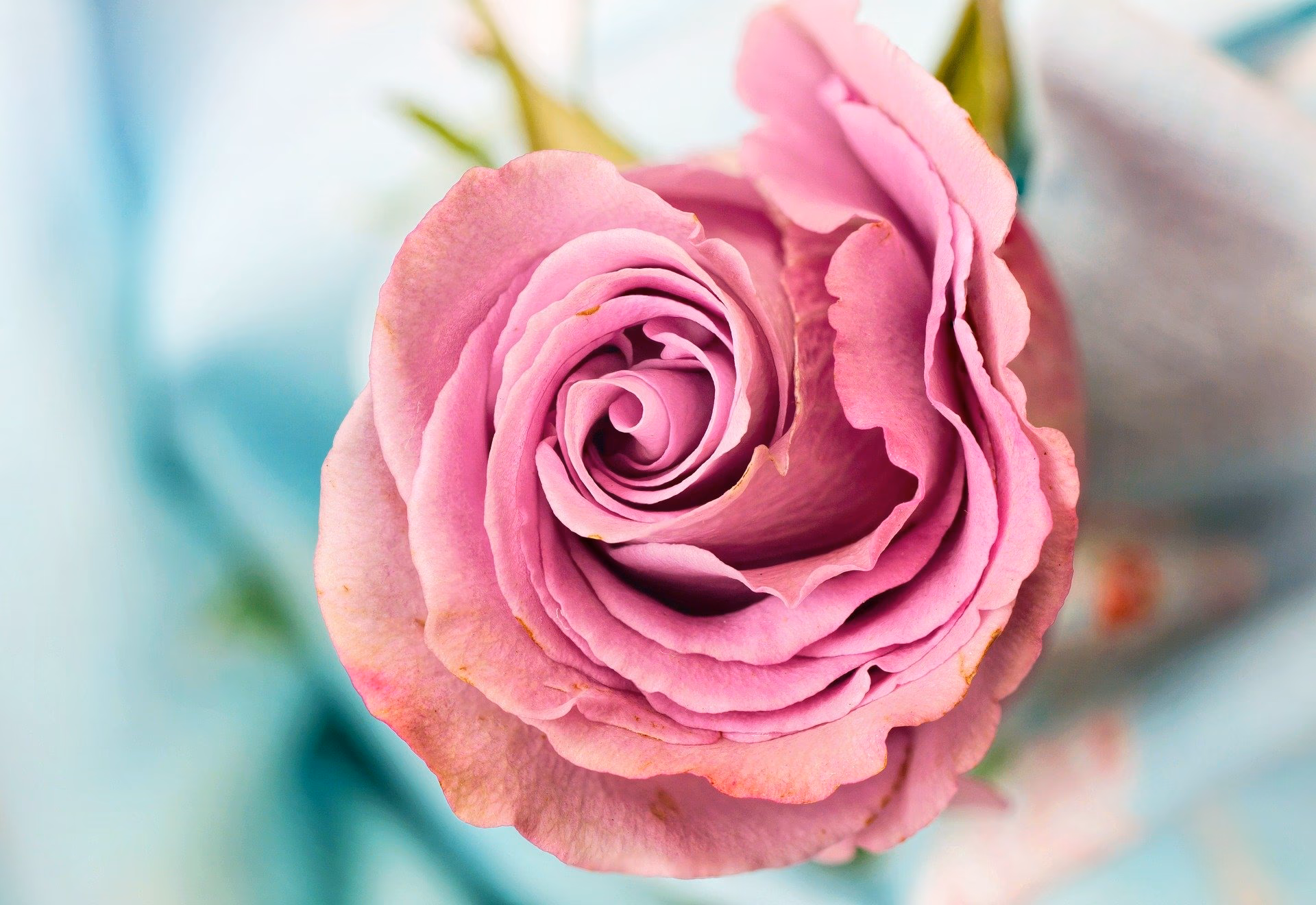 Welche Bedeutung hat der Name Rose?
