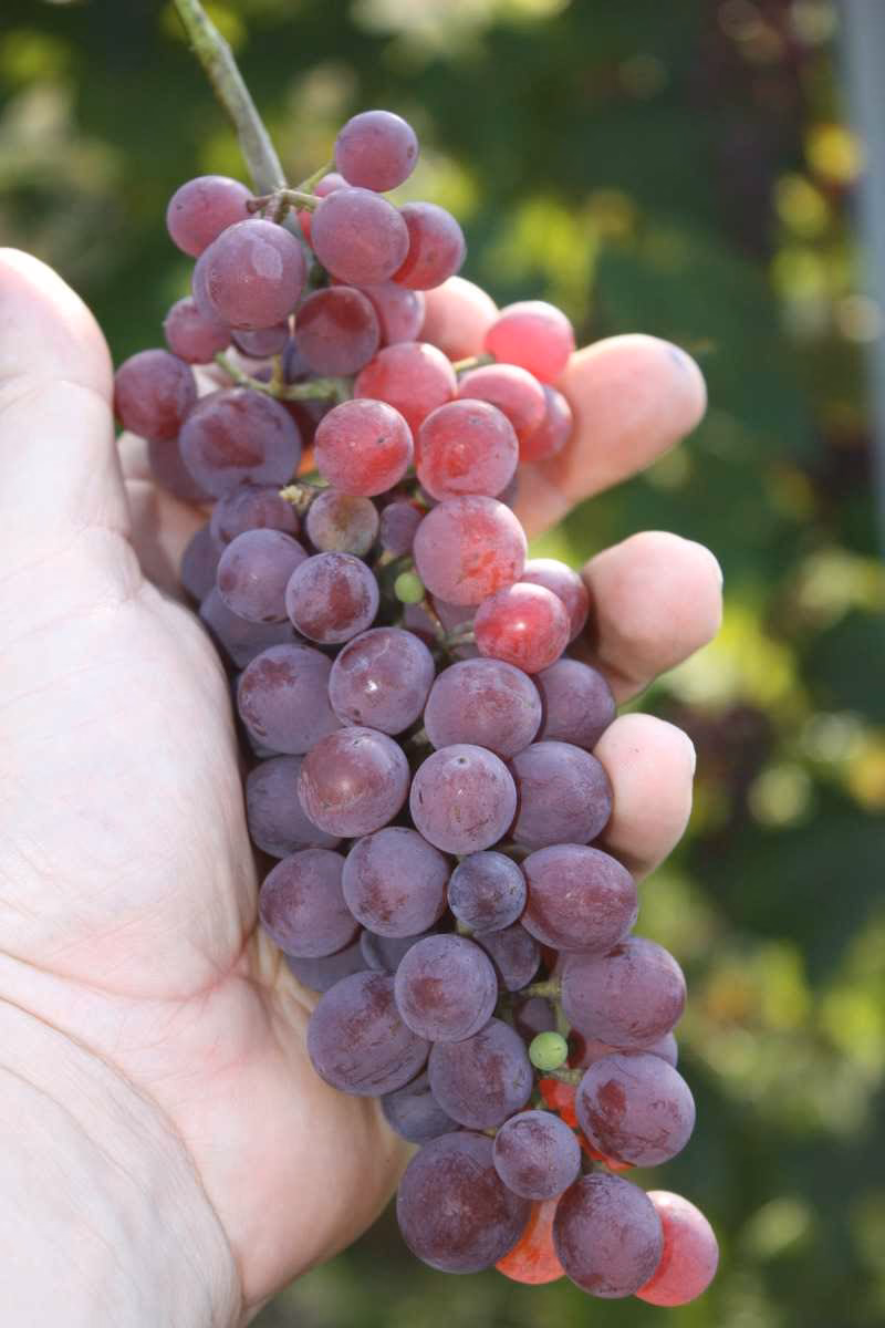Welche Rebsorten sind Rosé?